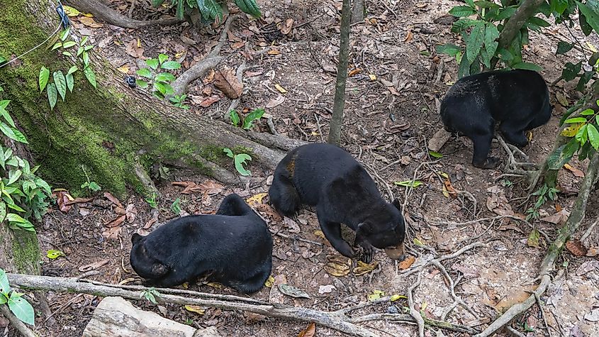 Three sun bears