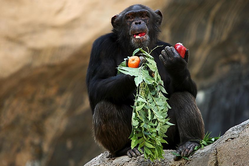 Chimpanzee feeding on fruits