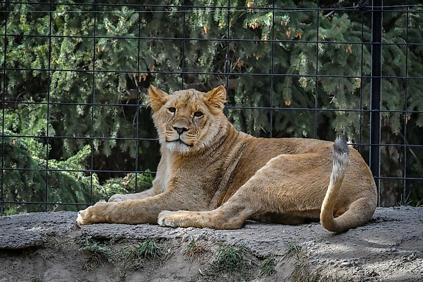 A lion at Idaho Falls Zoo