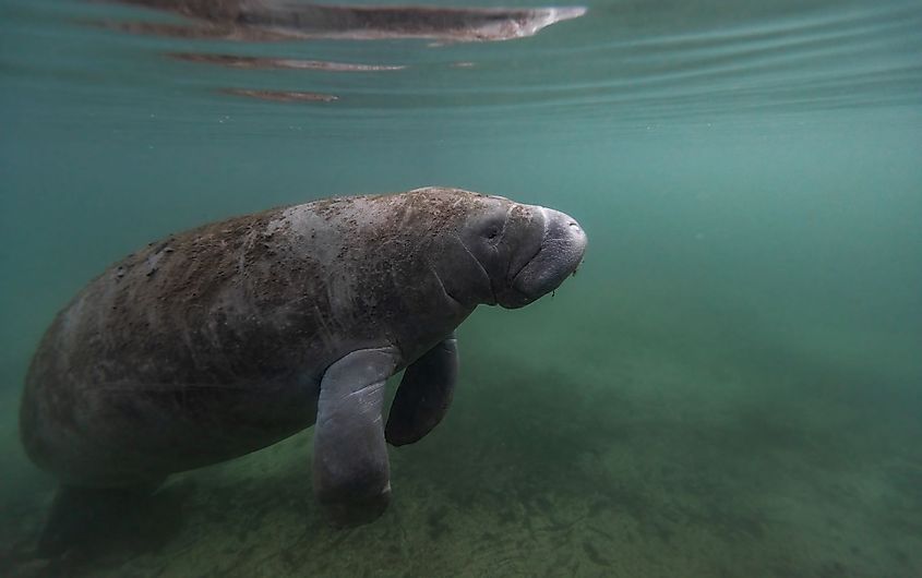 A Manatee in Southern Florida