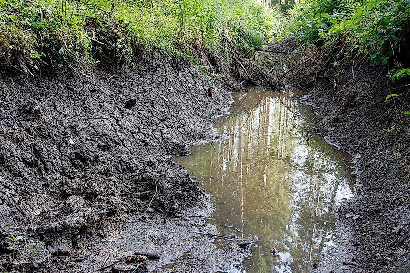 A nearly dried-up forest stream.