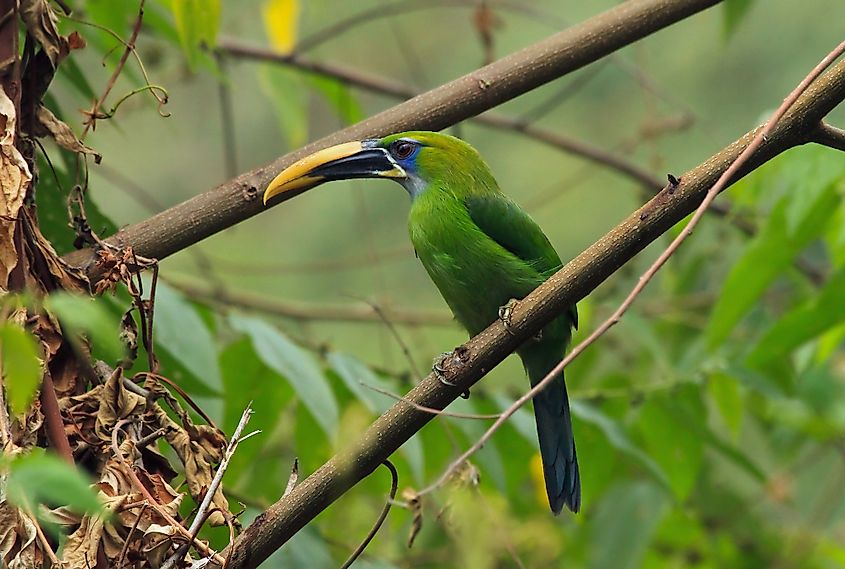 Bird in Sierra Nevada de Santa Marta