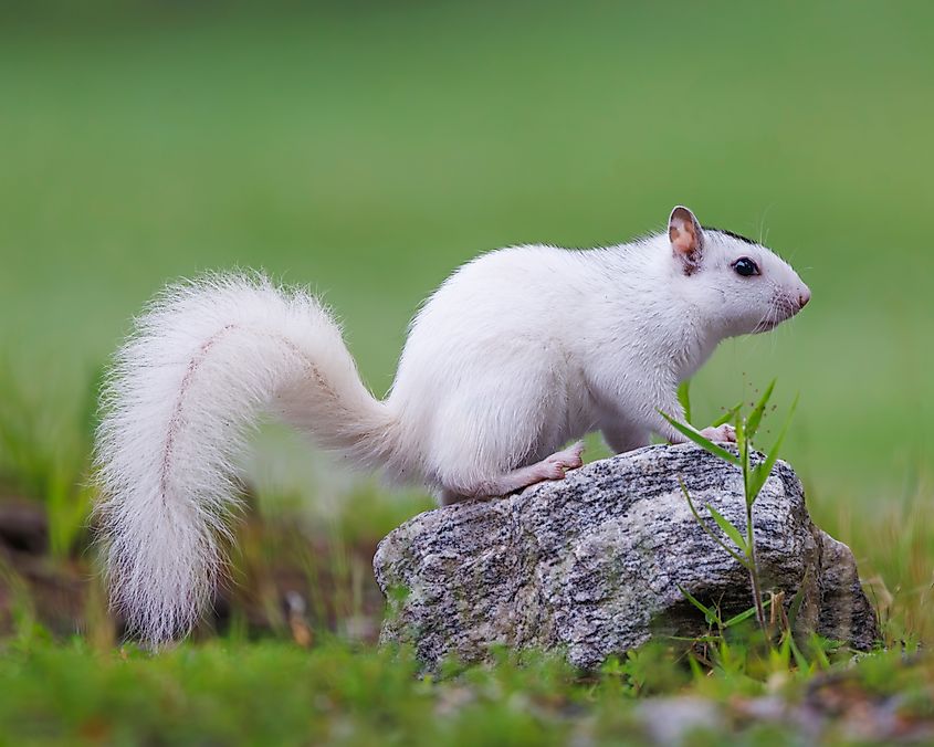 White Eastern Gray Squirrel in Brevard, North Carolina
