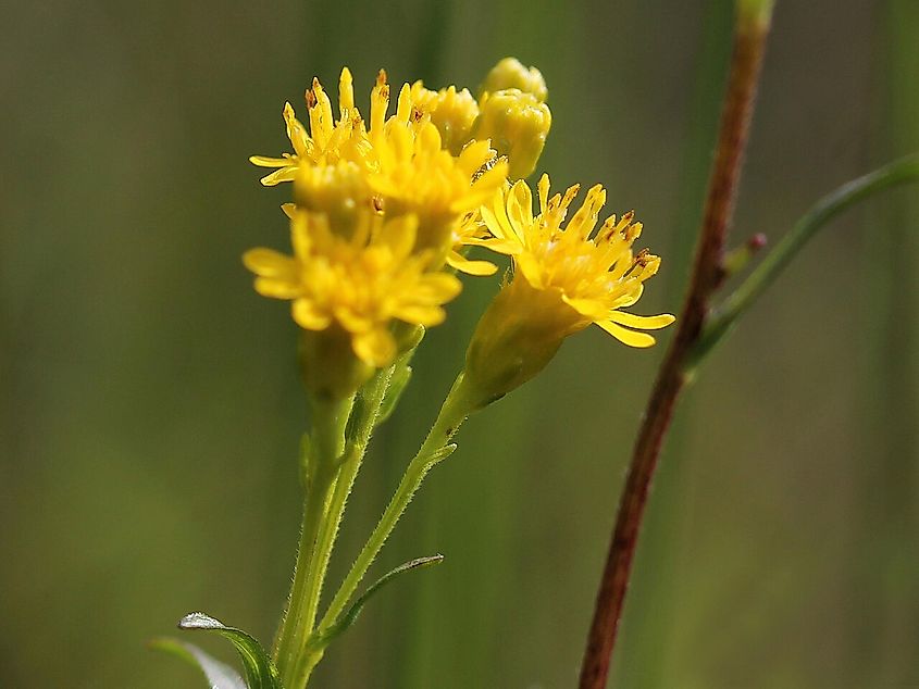 Solidago houghtonii syn. Oligoneuron houghtonii - Mackinac County, Michigan, United States