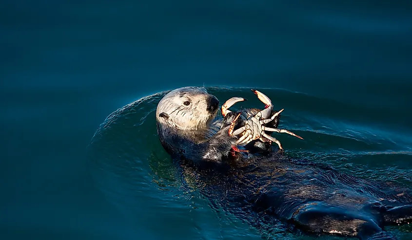 A sea otter eating a crab in Morro Bay, California