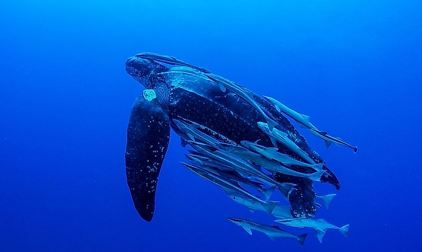 A leatherback turtle