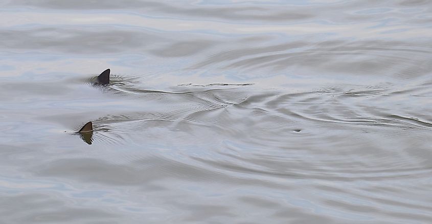 A pair of fins belonging to bull sharks