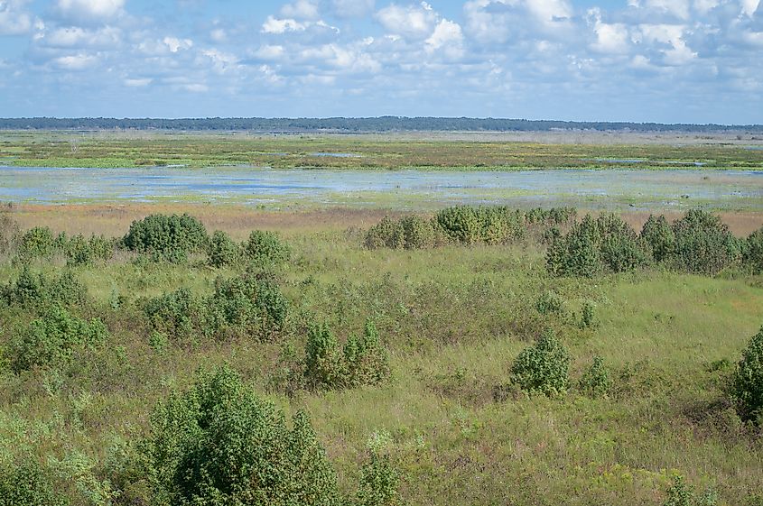 Paynes Prairie Preserve State Park. 