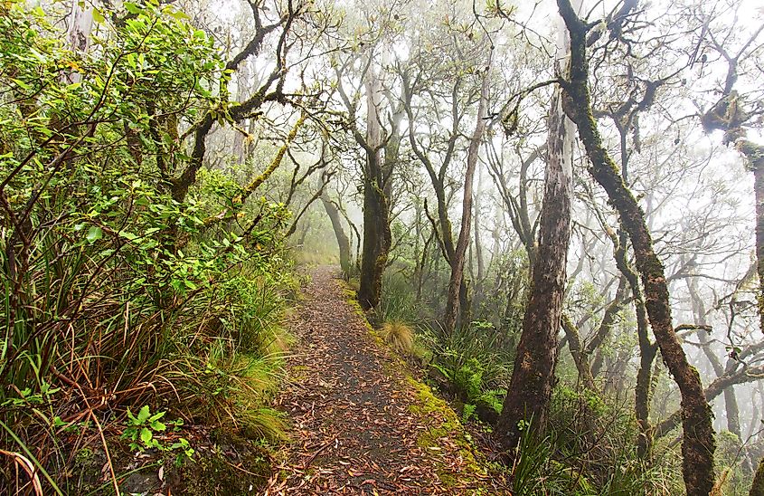 Gondwana Rainforest