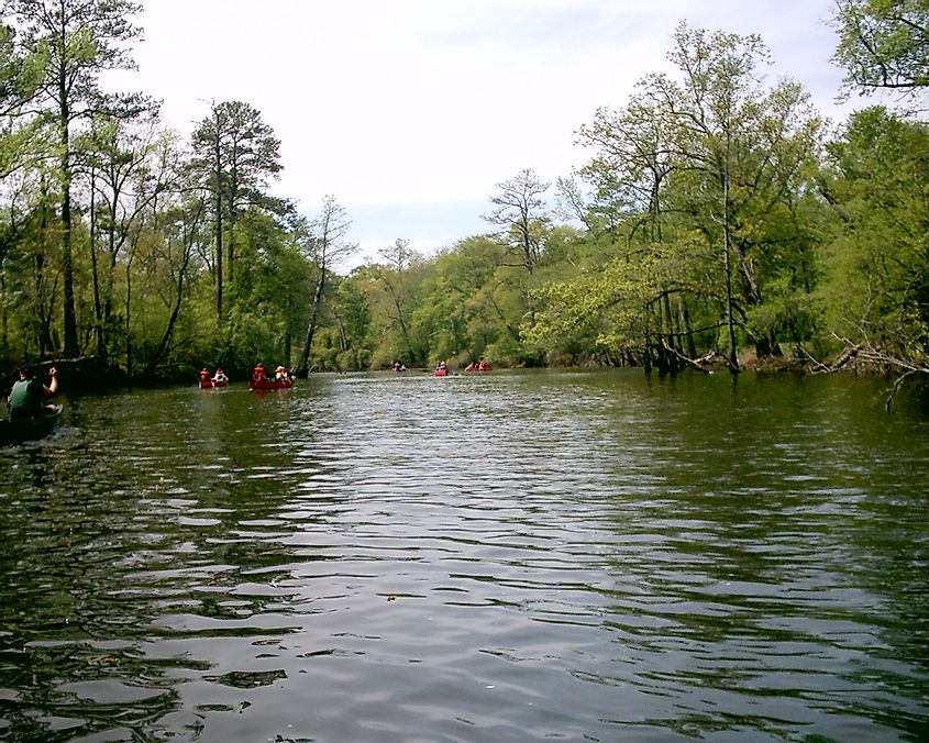 Boy Scouts canoeing on the Blackwater River, Virginia.