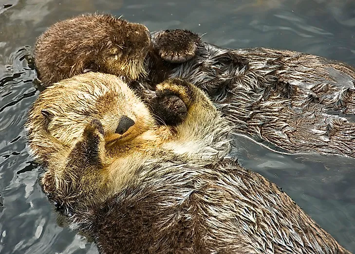 Sea otters floating on their backs near Vancouver