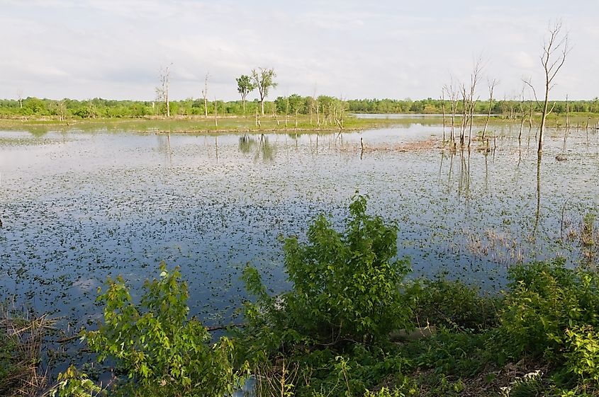 Wabashiki Fish and Wildlife Area in Terre Haute, Indiana.