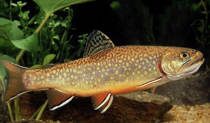 Side view of a brook trout