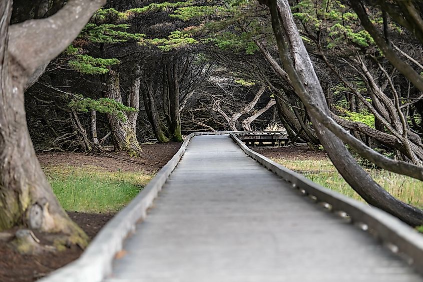 Boardwalk at Mackerricher State Park in Fort Bragg