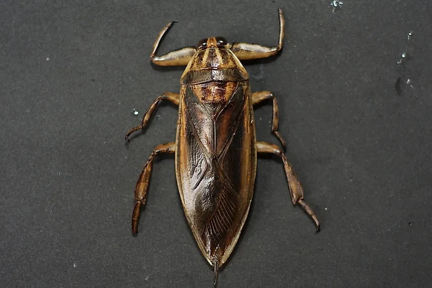 Giant water bug