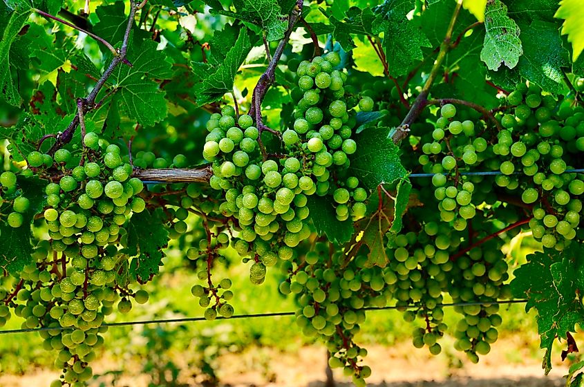 Wineries in Lake Seneca