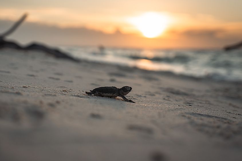 A baby sea turtle crawling on the sandy beach with a sunrise on the ocean waves. Credit: Rick_Kramp/Shutterstock.com