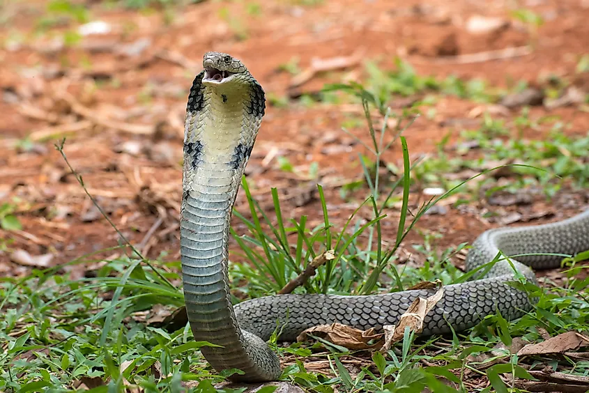 An angry King Cobra snake, one of the fastest snakes in the world.
