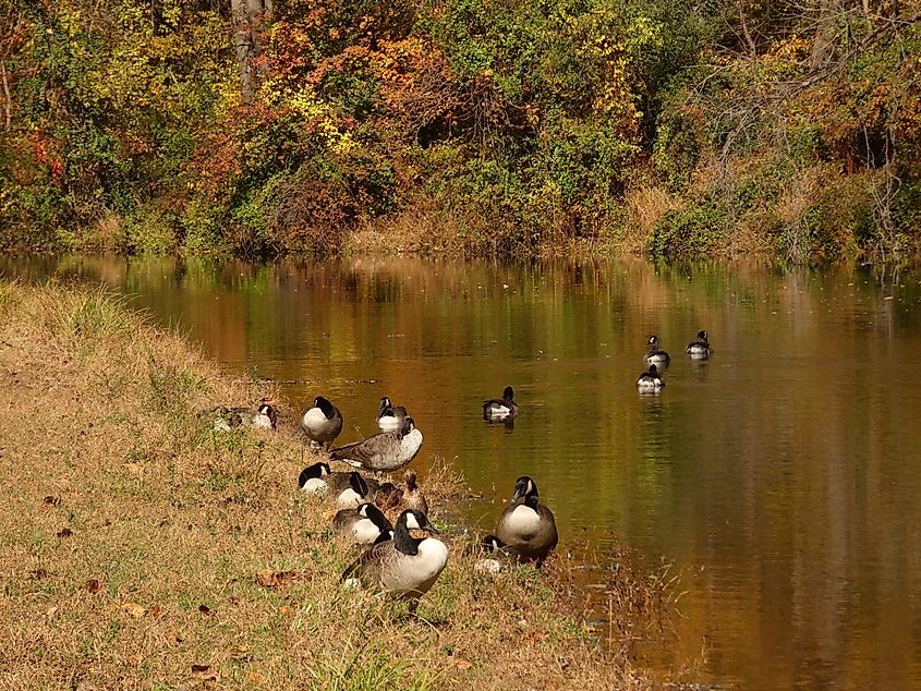Canada geese along the banks of the Delaware Canal.
