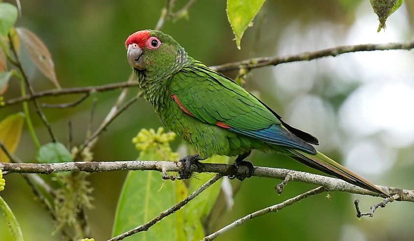 Male El Oro Parakeet (Pyrrhura orcesi) perched in a tree.