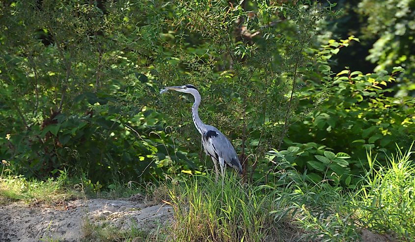 Heron by River Doubs. 