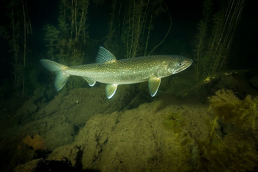 Lake trout underwater spawning.