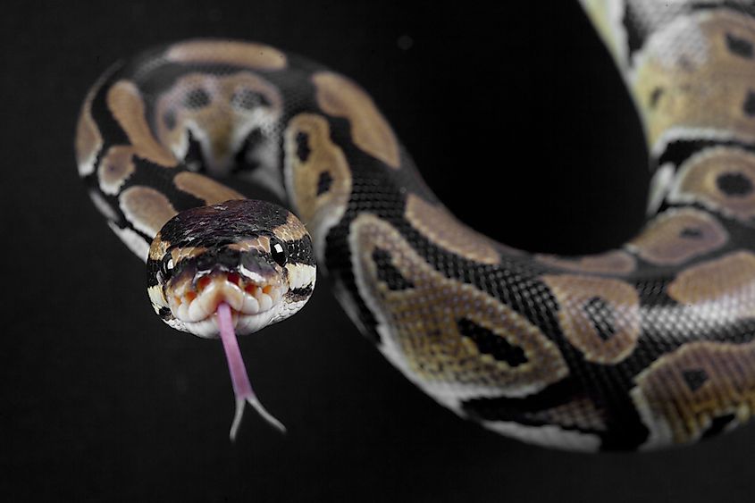 A reticulated python with its complex geometric scale pattern in dappled forest light.