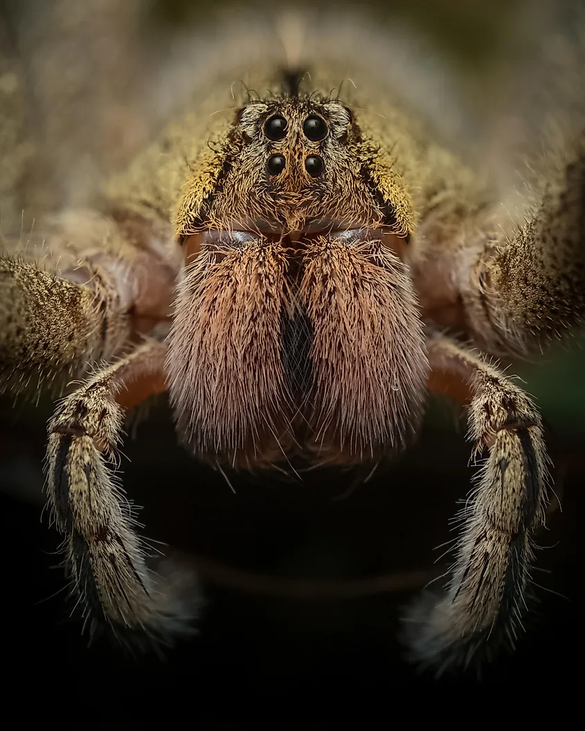 Brazilian Wandering Spider