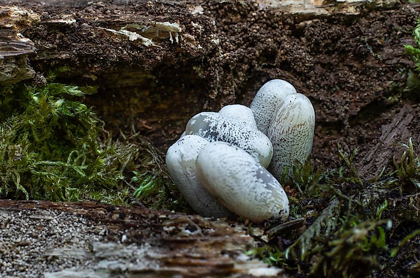 Eggs of smooth green snakes.