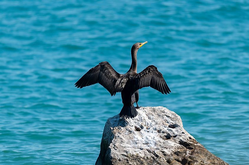 A double-crested cormorant sits on a rock with its wings spread to dry, by the St. Clair River in Port Huron, Michigan
