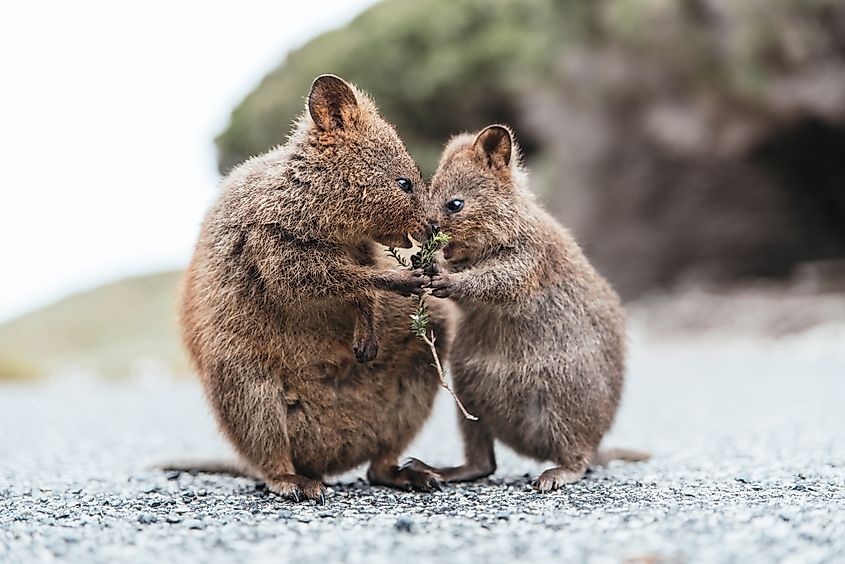 Rottnest island quokkas