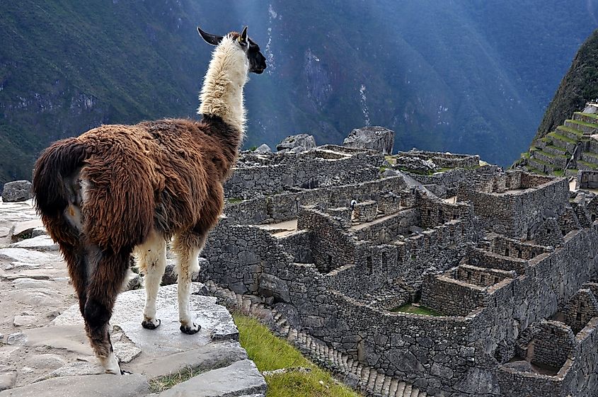 Machu Picchu