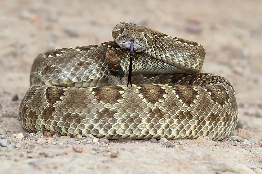 A Mojave rattlesnake curled up with its tongue out facing the camera.