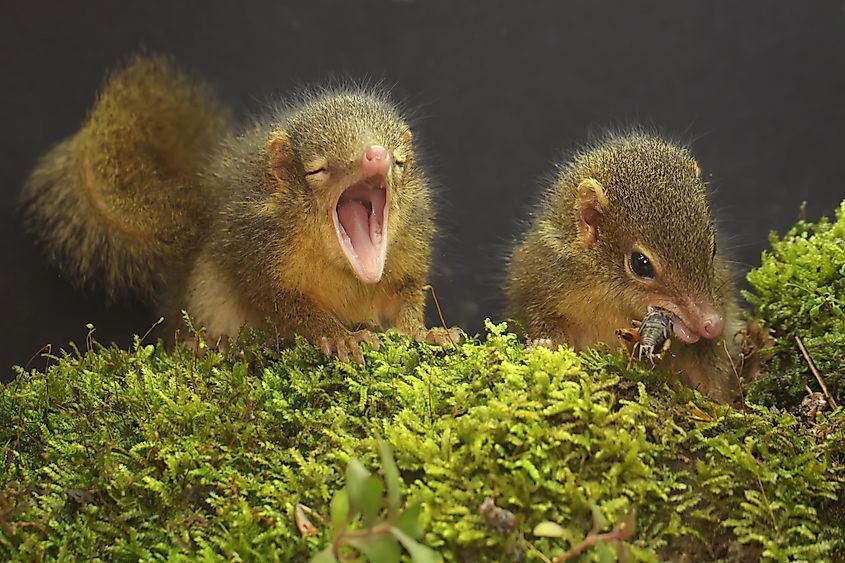 Tree shrews