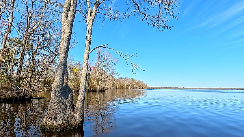 Great Dismal Swamp, Virginia.