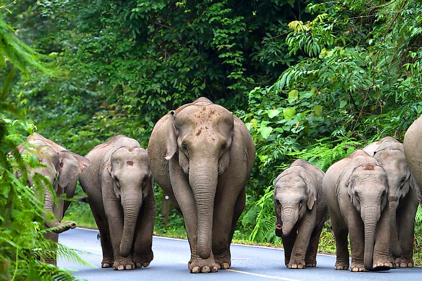 Elephants in Khao Yai national park
