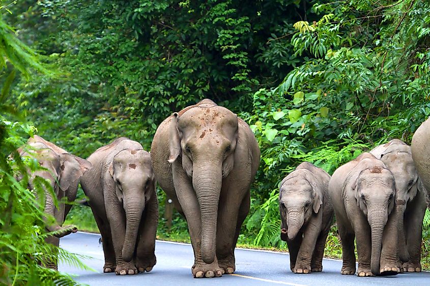 khao yai wildlife tour