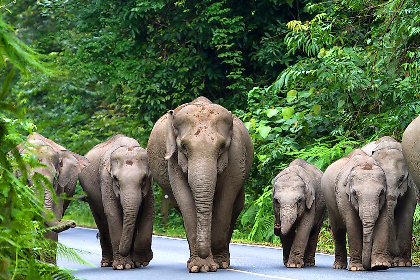 Khao Yai National Park Thailand