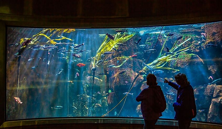 Two women watching an under sea display at the Oregon Coast Aquarium, Newport, Oregon.