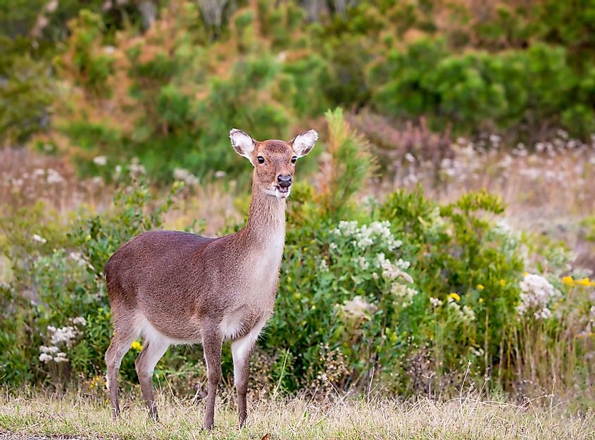 A female Sika Deer (Cervus nippon) at Assateague Island National Seashore, Maryland