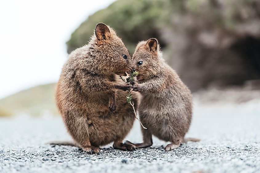 Are Marsupials Mammals? - WorldAtlas