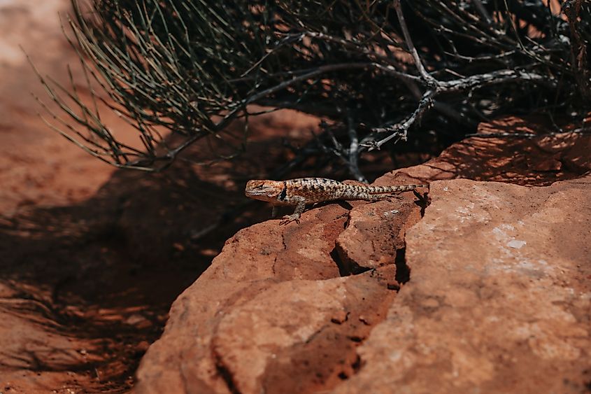 Lizard sunbathing on red sandstone in Bryce Canyon National Park, Utah.