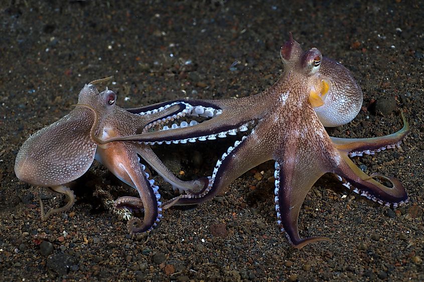 Coconut octopuses fighting each other in Tulamben, Bali, Indonesia.