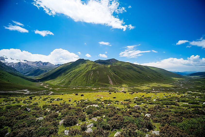 Tibet grassland