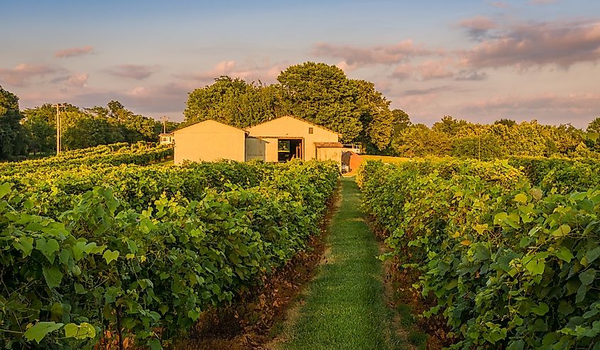 View of Midwestern vineyard early in the fall at sunset; barn, blue sky with light clouds and woods in background