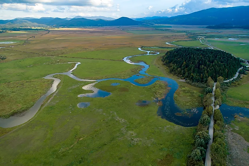 Polje