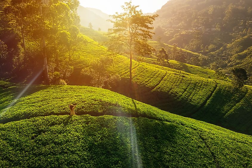 Aerial View of a Green Tea Terrace in Sri Lanka.