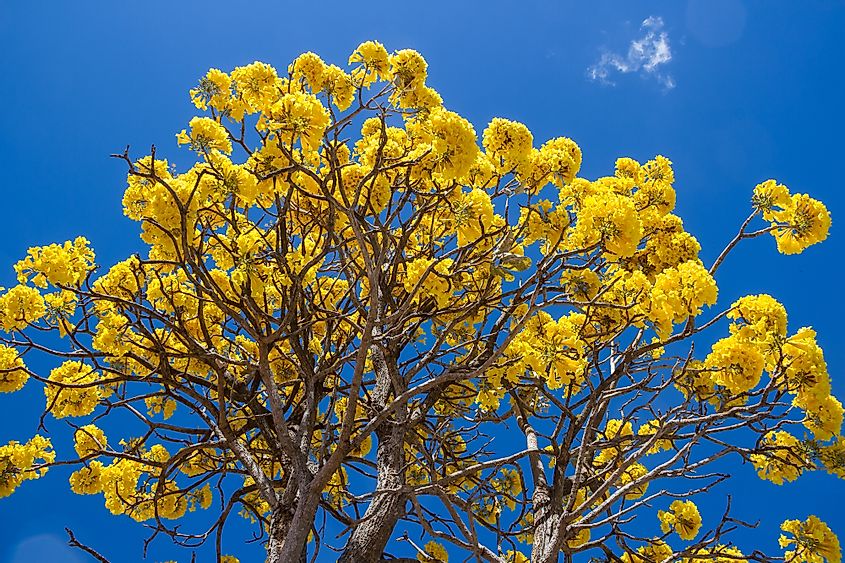 Yellow ipê, a typical Brazilian cerrado tree.