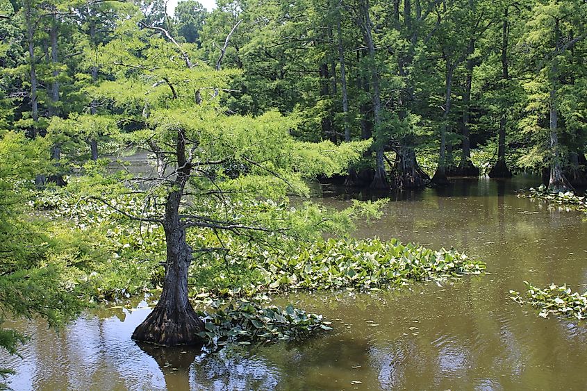 Bald cypress trees in the swamp.