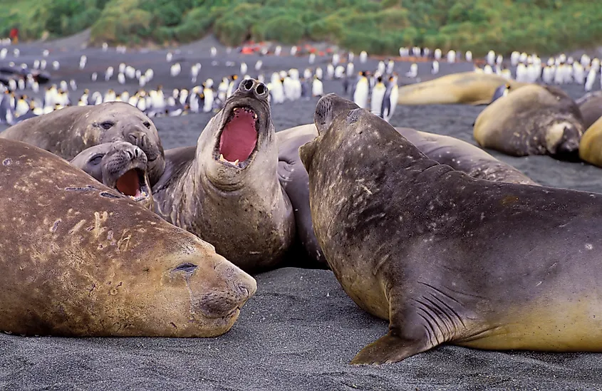 Elephant seals Macquarie Island